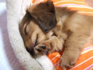 見ただけで癒される笑える犬画像bot 癒される寝顔 Http T Co Vt949mcejj Twitter