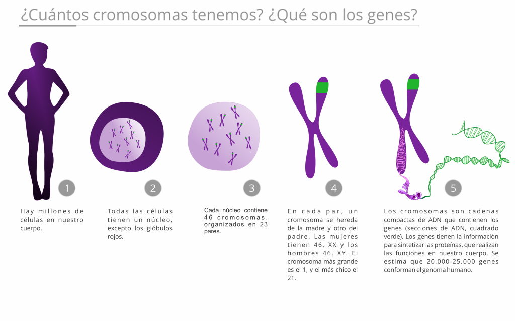 Jorge Dotto no Twitter: "Cuantos cromosomas tenemos? Y, que son los