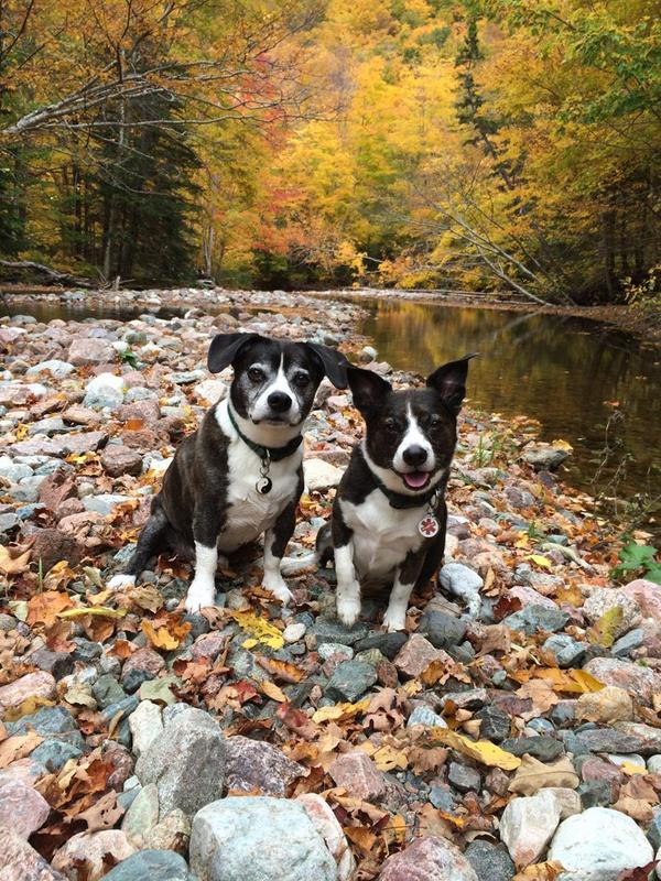 lisamission's tweet photo. @CTVMorningAtl Took this pic on the Cabot Trail while I was visiting home in Cheticamp http://t.co/VjedzgYWVZ