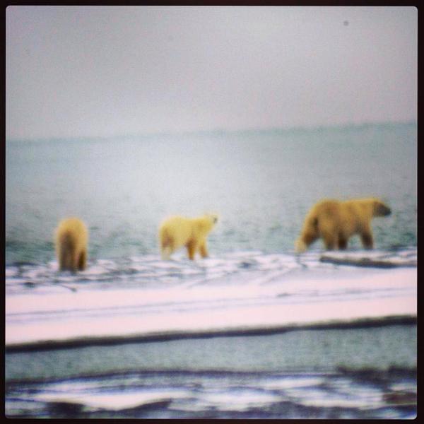 Saganna4X4Tours's tweet photo. An amazing picture of #PolarBears at the #Point #Beautiful #amazing #alaska #Barrow #BarrowAK #BarrowAlaska #travel http://t.co/VtCElaa9I8