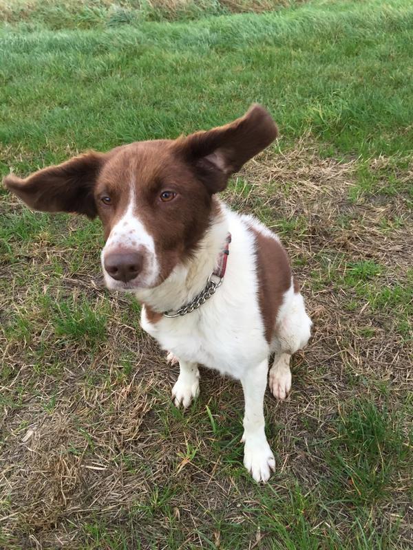 DerbysDogPolice's tweet photo. PD Stan "Wowzers it's windy" http://t.co/ClttwIacbS
