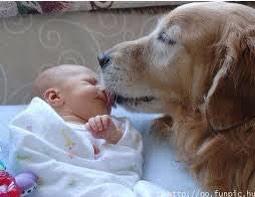 "<a href="/sabiastuque_/">Sabias? Curiosidades</a>: Cinomanía: entusiasmo y amor intenso por los perros " <a href="/Malali_PM/">Malali Perez Muñoz</a>