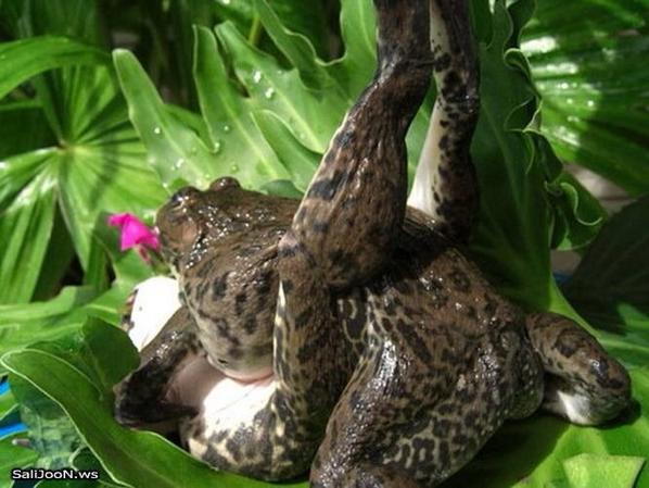 TopAmazingPhoto's tweet image. Here frog 😜😜