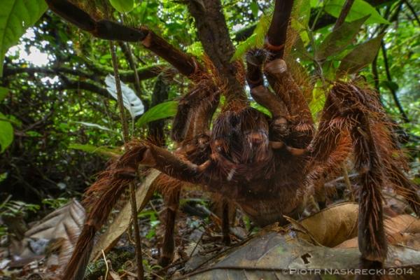 randomlynew's tweet photo. An #entomologist’s #encounter with the #largest #spider in the #world http://t.co/QHnVF2VEfA http://t.co/YopLC7G6BM