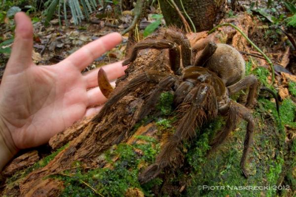 randomlynew's tweet photo. An #entomologist’s #encounter with the #largest #spider in the #world http://t.co/QHnVF2VEfA http://t.co/YopLC7G6BM