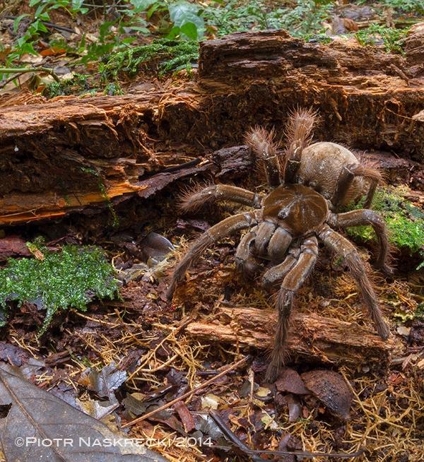 randomlynew's tweet photo. An #entomologist’s #encounter with the #largest #spider in the #world http://t.co/QHnVF2VEfA http://t.co/YopLC7G6BM