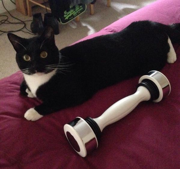 fordstartweets's tweet photo. Awww he just needs a little cat sized PE kit & he can join in... #fitfam #kittytraining @frankieVtweets ๐พ๐๐ http://t.co/CCkYIPBGQi