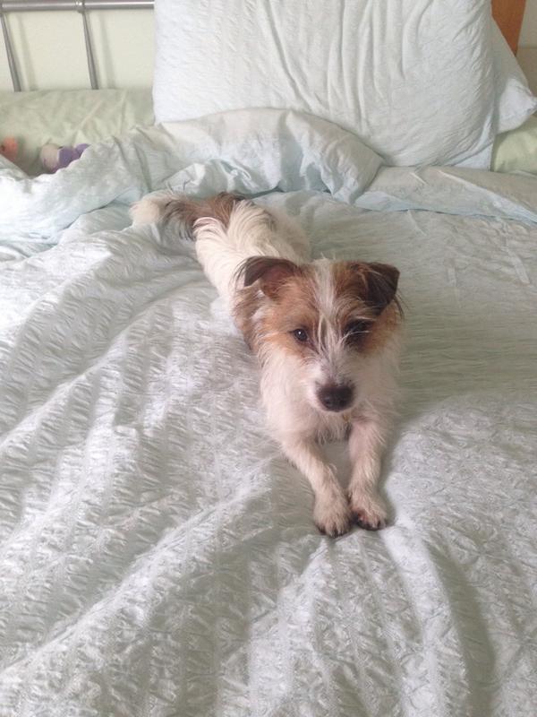 birsaycuddlebum's tweet photo. I don't care that it's almost lunchtime I am NOT getting out of bed to go for a walk!!! #toowettowalk #stormgoaway http://t.co/OU6LQzxzka