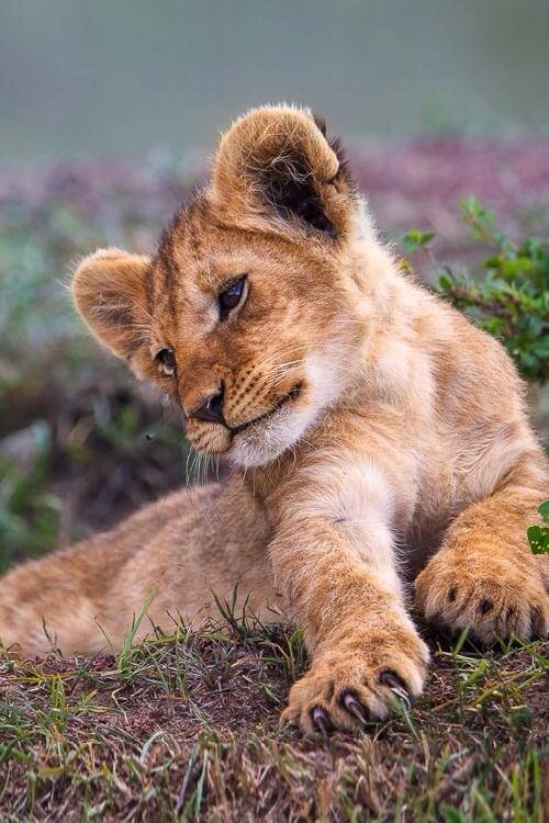 The Cult Cat (@elverojaguar) on Twitter photo 