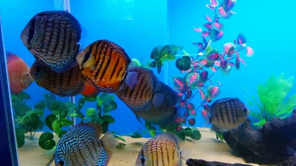 Aquascope tweet media