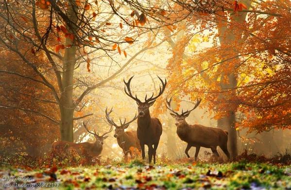 Gabriele_Corno's tweet photo. Realm of the Deer...... by Alex Saberi. http://t.co/XKg55UA2JE