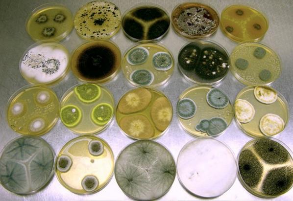 CSIC's tweet photo. Mosaico fúngico: varios tipos de hongos ascomicetos cultivados en placas de agar. http://t.co/3t12hgRCMQ http://t.co/TJro8yjjpy