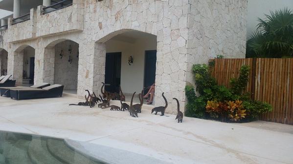 ohh_deer's tweet photo. LOOK!! Mini dinosaurs!!!!!.... oh hang on... http://t.co/Seq4ZVCrvc