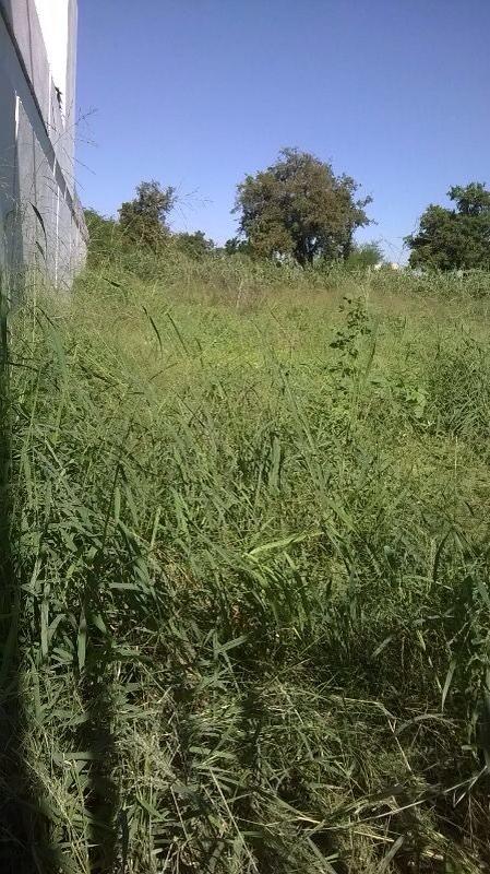 SFResidencial's tweet photo. @pcivilapodaca @Cicmty @RaymundoFlores_  URGE limpien terreno Ave.SanFco:Insectos y Arañas peligrosas!Gracias http://t.co/c5b94PX9G1