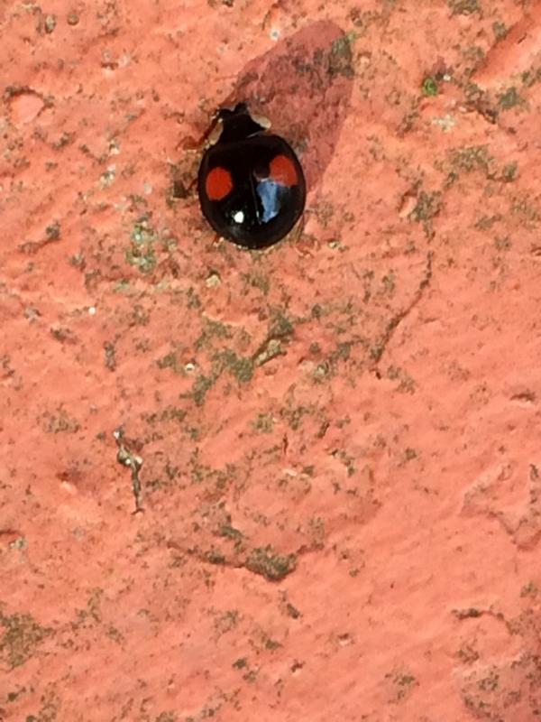 Stereomorphic's tweet photo. Haven't tweeted in a while! This is a ladybird I found today! http://t.co/WN9MhAVvDd