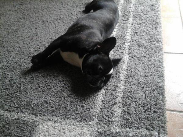 frenchiebilly's tweet image. Seven months-old Billy my love♡♥♡