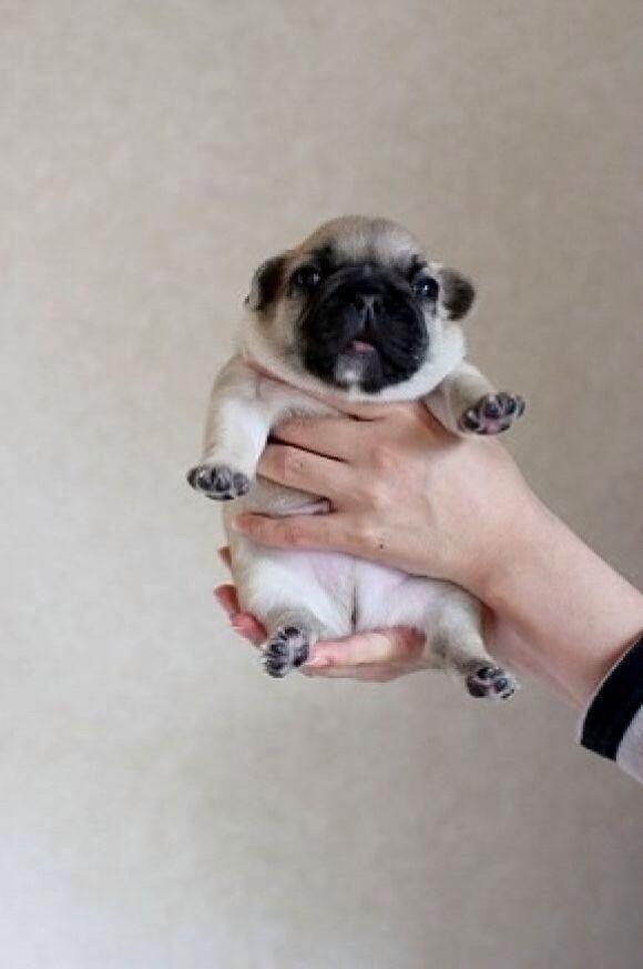 normaRPE's tweet photo. "@srtabebi: Quiero apretarlo hasta el éxtasis. http://t.co/zRdvz0sFah" ohhhh