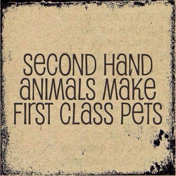 The_Animal_Team's tweet photo. https://t.co/O58VpW8BG1 homechecks are a vital part of the rehoming process http://t.co/0zTiDDImJg