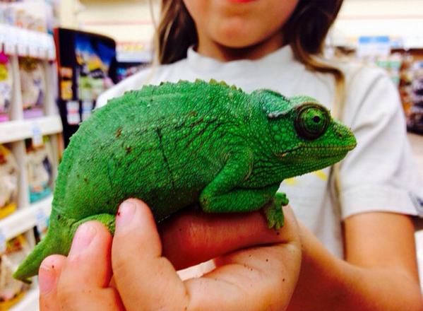 petco reptile day