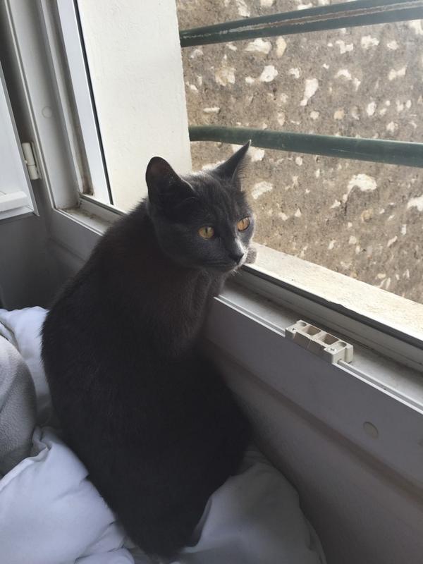 H4ku_cat's tweet photo. @ESLCat here it's ok! #weathercat http://t.co/GgjyOk3wJf