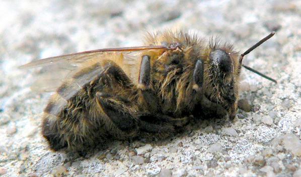 Embedded image permalink