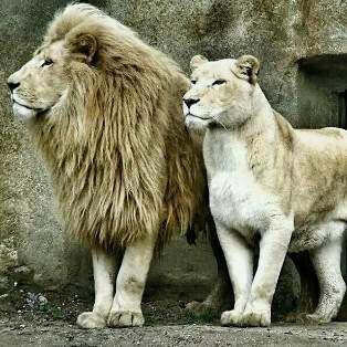 Tom_wewege's tweet photo. U and I <3 @TalitiaDelaney . King and Queen I LOVE YOU http://t.co/su6sEkMKSq