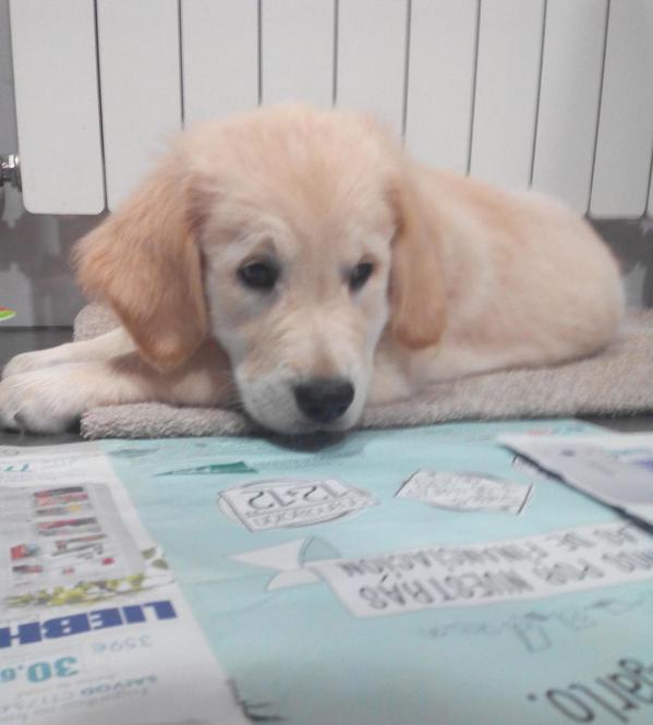 AioDel's tweet photo. Y este es Tango. Nuevo en la familia http://t.co/NTGSbRaNQe