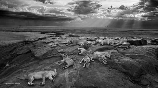 NHM_WPY's tweet photo. Our overall winner's a timeless interpretation of an iconic species: Michael 'Nick' Nichols, The last great picture! http://t.co/f7N8NmKnBB