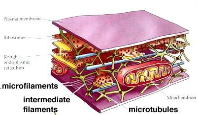cskeleton4pres's tweet photo. Showing off my microtubules, microfilaments, and intermediate filaments #selfie http://t.co/ymIh9nuhw4