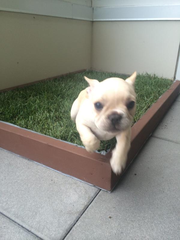 yo_frenchie's tweet photo. What a beautiful day! I'm playing in this grass all afternoon! #CatchingRays #SunsOutGunsOut #NatureFreak http://t.co/XaLjSQYtvP