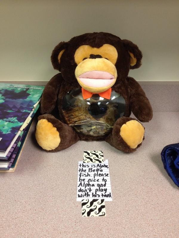nat_valpey's tweet photo. Alpha, the Betta fish, is all set up! #TeddyTank http://t.co/qSouuoBKCC