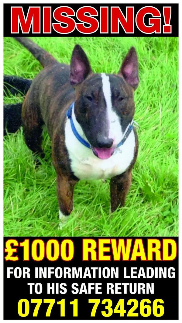 zoelaycock's tweet photo. @MsGfaye !!!PLEASE RT!!! Rafa missing since 16/10 from Denholme, Bradford. His family are distraught #findrafa http://t.co/75EqqET6t4