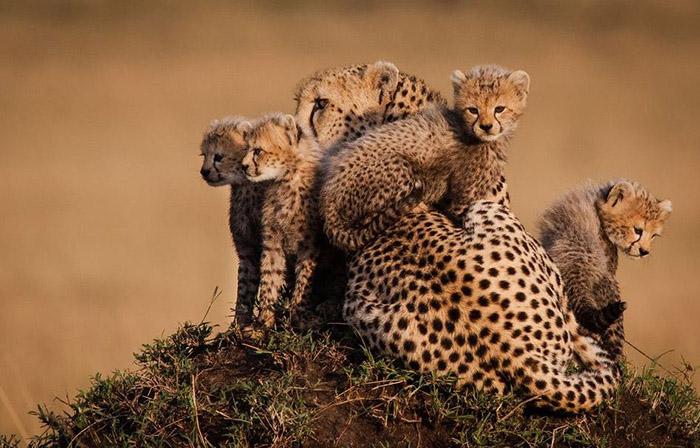 Fahad Sur Twitter صور مميزة لحيوان الفهد الصياد أو Cheetah و هو أسرع حيوان ثدي على وجه الأرض بسرعة تصل الى 120 كيلو متر بالساعة Http T Co Cbqeuiz2bx