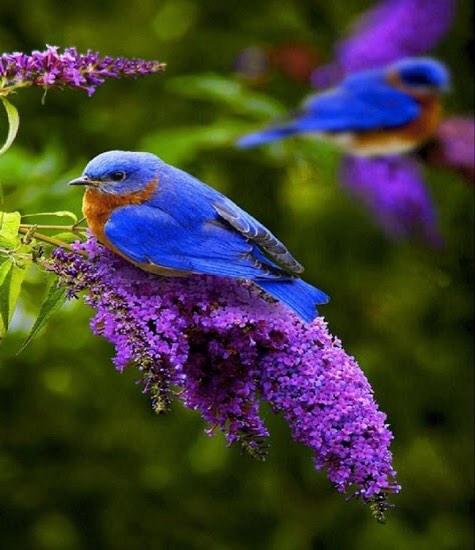 BirdlandImprov's tweet photo. @iOWest The color of the flock tonight. http://t.co/uvabN6hOlI