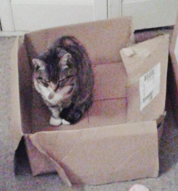 Davy_Acko's tweet photo. I laid a cunning trap for tilly cat....she fell for it #CatsnBoxes #workseverytime http://t.co/dOJPBB4pFg