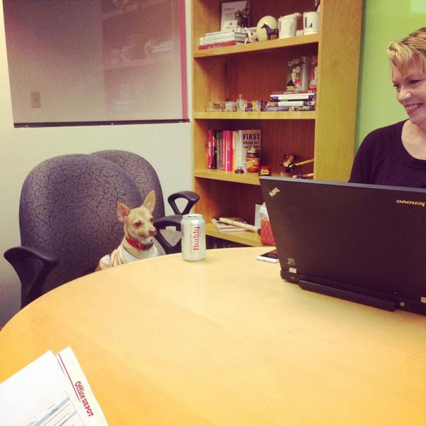 HITK_STL's tweet photo. And today we have Roo kicking off our status meeting... #TopDog #AgencyLife #PetsAtWork http://t.co/zdSNinw0XH