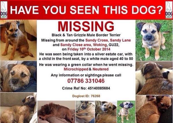 Issy_Hayward's tweet photo. @lemontwittor @StephenMulhern pretty please could you RT to help find stolen dog @FindTobyTerrier #findtobyterrier http://t.co/y7Le3EZUFf