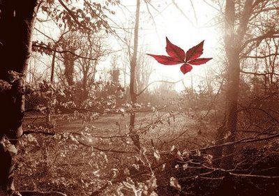 İbret al yere düşen yapraktan;
O da tepeden bakardı toprağa... 

Mevlana