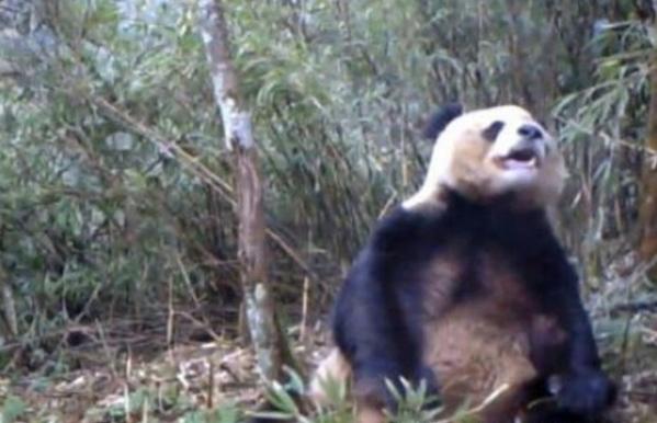 ricardoguti's tweet photo. “Investigadores del WWF descubrieron a un oso panda adulto masturbándose: http://t.co/o4ALz3kxhd http://t.co/xTkD4Bx2pg” // @FeRGarnica