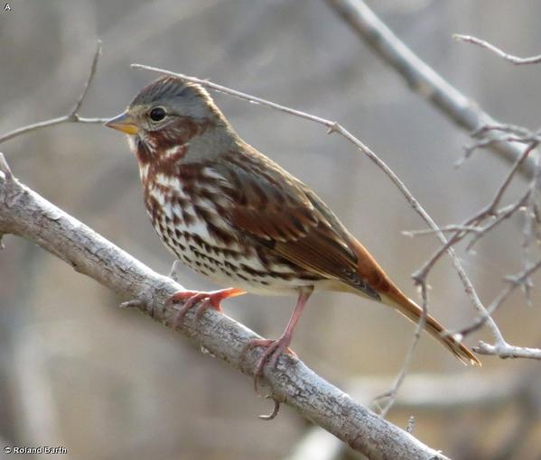 fontenelle4est's tweet photo. Fox Sparrows have been spotted in the wetlands. #4estnow #birding http://t.co/thj8dAZe4D