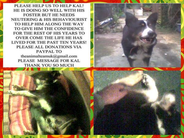 The_Animal_Team's tweet photo. Please donate for KAL you all #saved this boy now help him on his next part #journey #vets @The_Animal_Team #collie http://t.co/QrIw8WXtcK