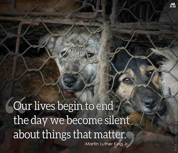 Tequila_Club__'s tweet photo. .@Forbes China continues 2consume dog meat at YuLin Dog Meat Festival #QuitYuLin2015 http://t.co/SMcmJHjfh8 @MariaConchita_A @AnimalAbusers