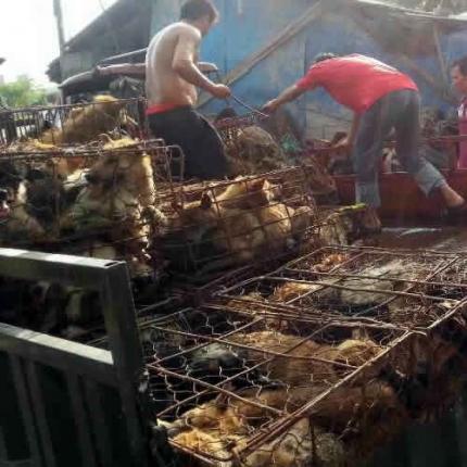 Tequila_Club__'s tweet photo. .@Forbes China continues 2consume dog meat at YuLin Dog Meat Festival #QuitYuLin2015 http://t.co/SMcmJHjfh8 @MariaConchita_A @AnimalAbusers