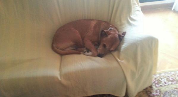 A3Noticias's tweet photo. Teresa Romero ya sabe que su perro Excálibur fue sacrificado http://t.co/bm8z19cWA8 http://t.co/u8rpRQQ7du