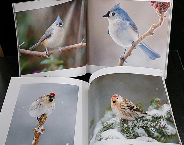 たかぎりえ ふっくらキュートな鳥好きさん必見 世界のかわいい小鳥 Pie Books 長野県で撮影された小鳥たちも出てきます 素敵なあの人へもプレゼントにも Http T Co Dyyakihxrn ぎゃぁ ほしい 買う 絶対買う