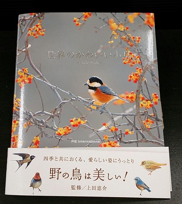 たかぎりえ ふっくらキュートな鳥好きさん必見 世界のかわいい小鳥 Pie Books 長野県で撮影された小鳥たちも出てきます 素敵なあの人へもプレゼントにも Http T Co Dyyakihxrn ぎゃぁ ほしい 買う 絶対買う