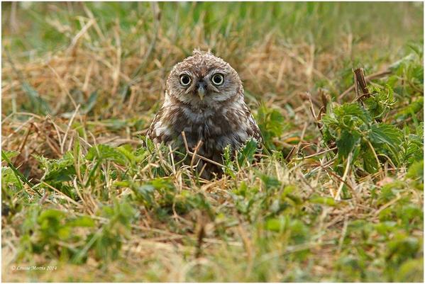 paulthomani's tweet photo. How adorable is this little creature?! #owls http://t.co/smK9jjHV1X