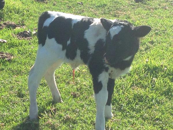 SeabreezePaul's tweet image. Another Polled heifer calf by Golden PP that's 8 from 8 @polepositiongen @DairyBullsOnlin @polledbreeder