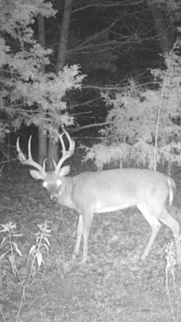 Sam_Burlbaw's tweet photo. @readyt0hunt #TrailCamTuesday 2 on the hitlist http://t.co/olCTc1TuAq