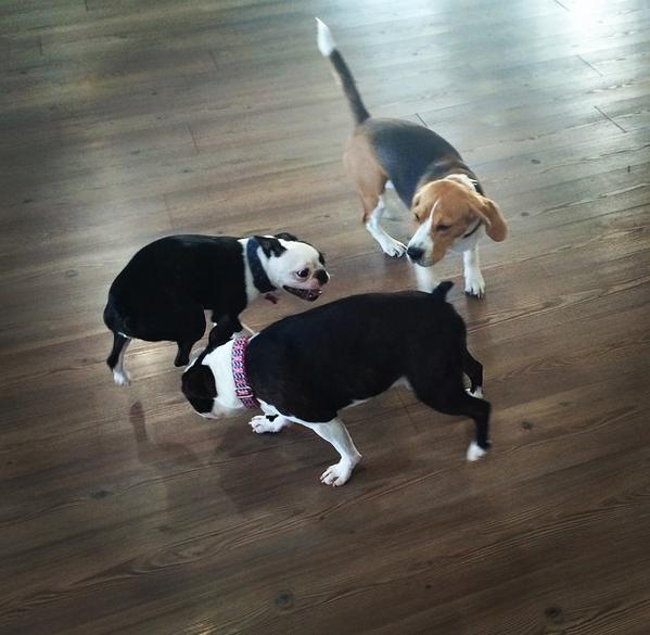 #beagle